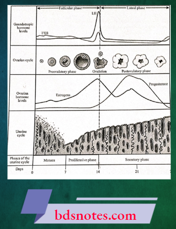 Ovarian And Uterine Cycles