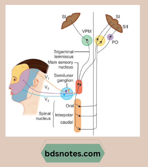 Pain Sensation Pathway Diagram