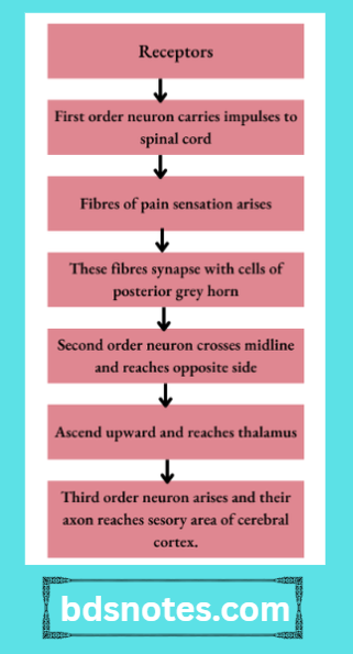 Pain Sensation Pathway