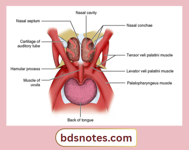 Palatal Muscles And Surrounding Structures