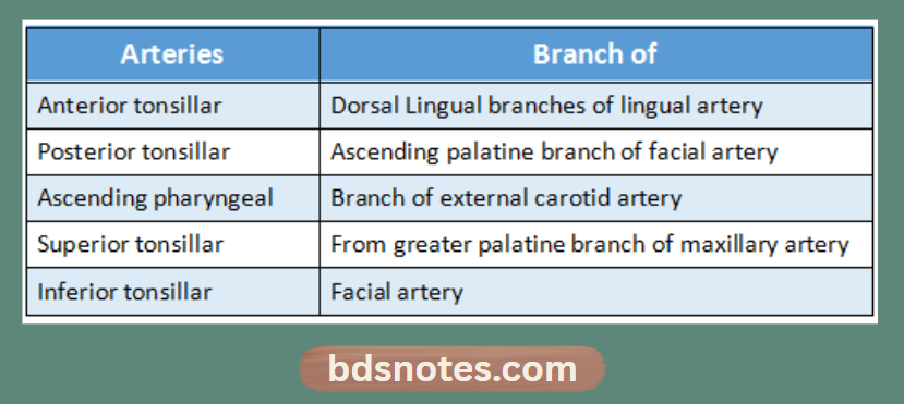 Palatine Tonsil Arterial Supply Diagram