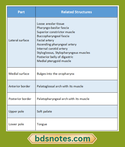 Palatopharyngeal Arch Tonsil Relation