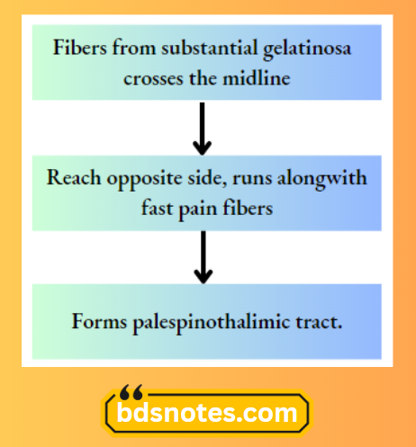 Paleospinothalamic Tract Formation
