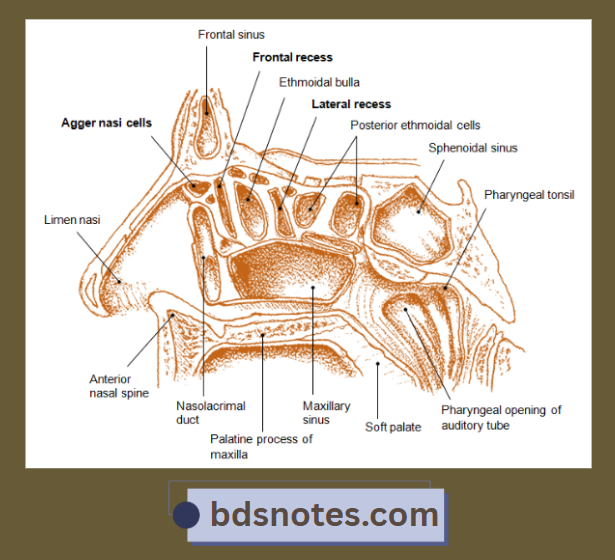 Paranasal Sinuses And Openings