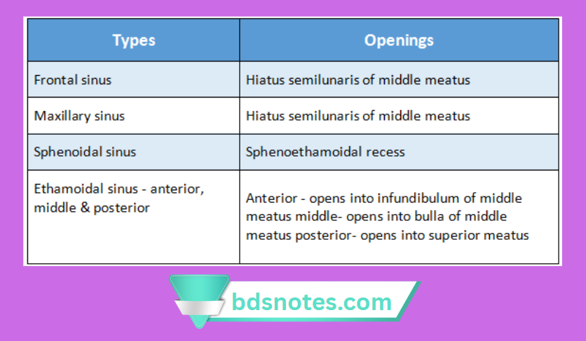 Paranasal Sinuses Types Openings Diagram