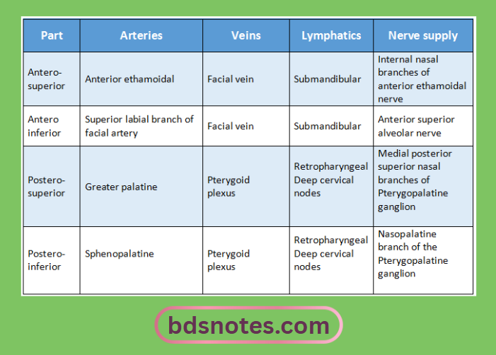 Paranasal Sinuses Vascular And Nerve Supply