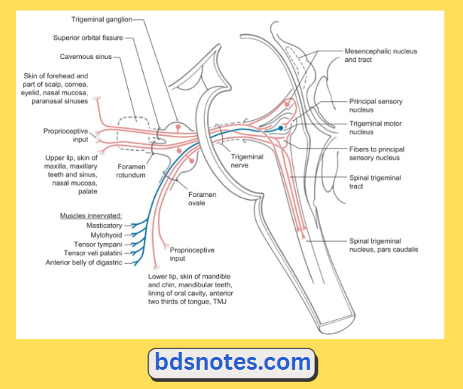 Parasagittal Section Trigeminal Nerve Pathways