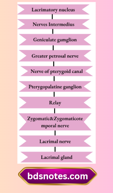 Parasympathetic Supply To Lacrimal Gland