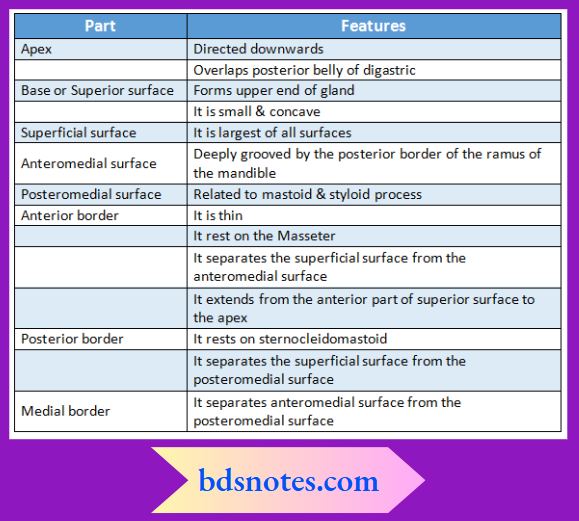 Parotid Region external features