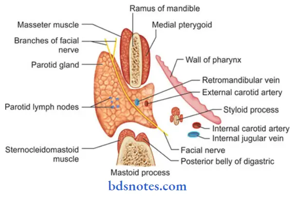 Parotid-Region-horizonal-section-through-the-parotid-gland-shown-its-relations-and-the-st