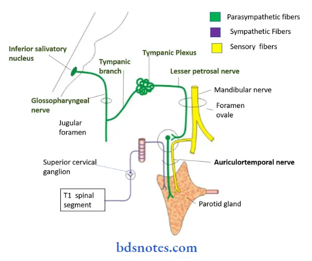 Parotid-Region-parasympathetic-nerve-supply-to-the-parotid-gland-relations-and-th
