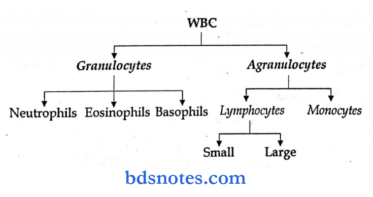 Pathology practical differential count of wbc