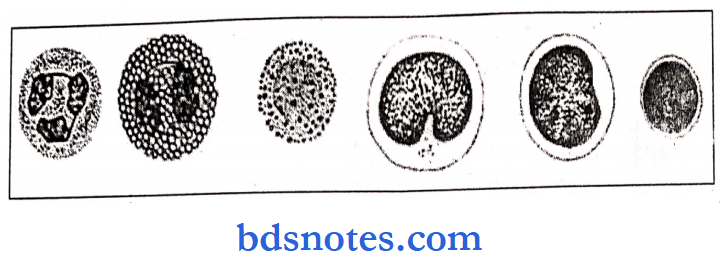 Pathology practical differential count of wbc2