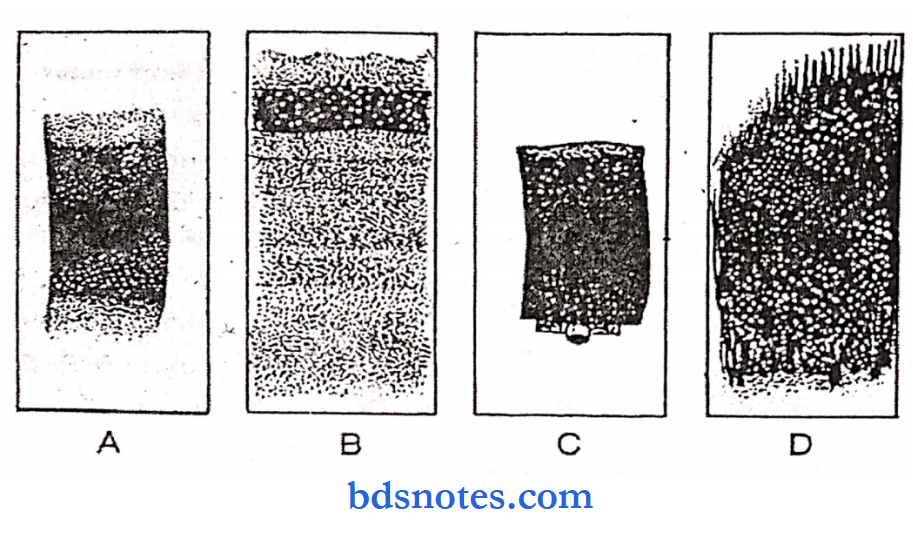 Pathology practical peripheral smear under low power