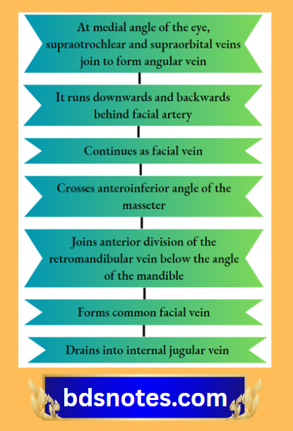Pathway Of Common Facial Vein