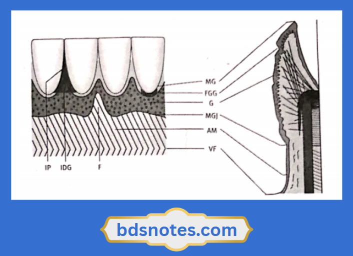 Periodontal Fiber System Diagram