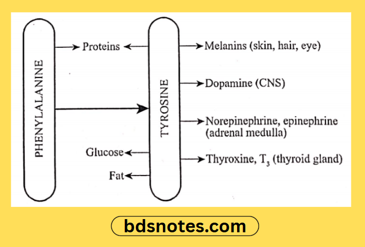 Phenylalanine Tyrosine Biosynthesis