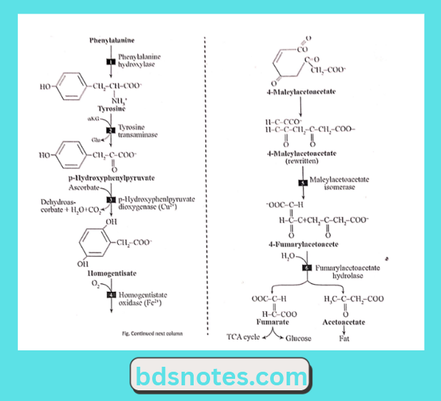 Phenylalanine Tyrosine Degradation