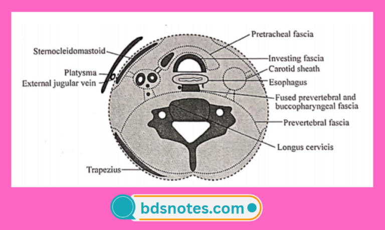 Deep Cervical Fascia And Surgical Anatomy Of The Neck - BDS Notes