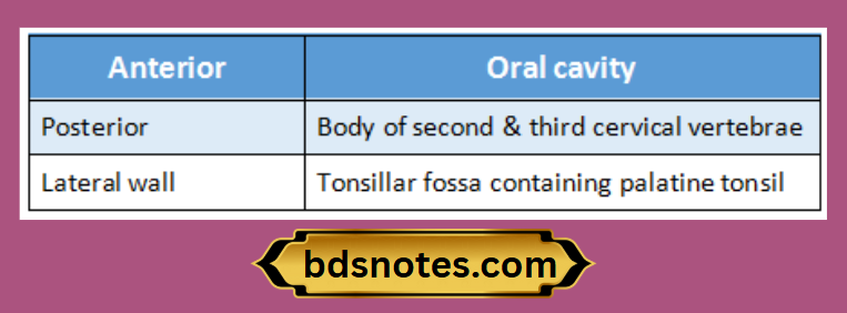 Posterior Oropharynx Cervical Vertebrae