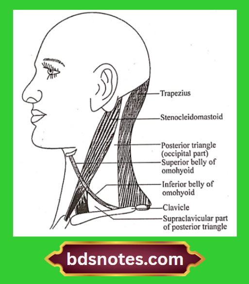 Posterior Triangle Boundaries Anatomy
