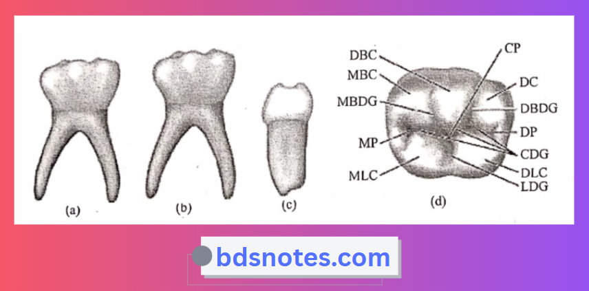 Pri Mandibular 2nd Molar Occlusal Surface