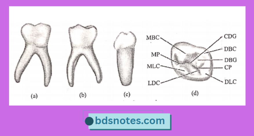 Primary Mandibular Molar Mbc Mp Mlc