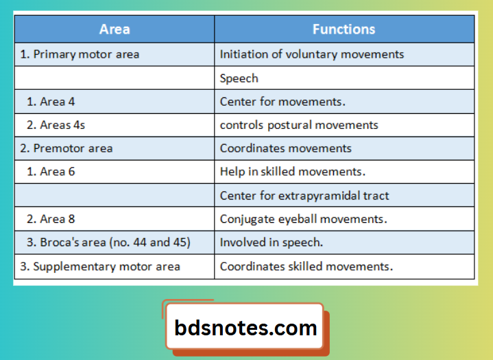 Primary Motor Area Functions