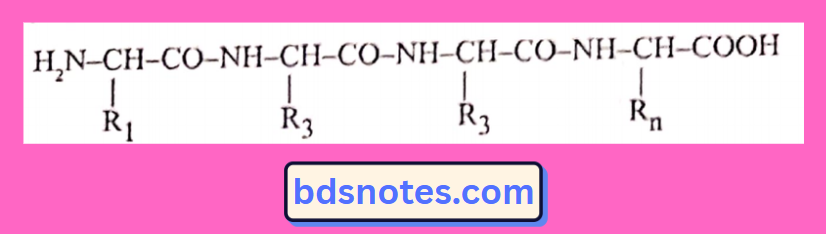 Protein Backbone Representation