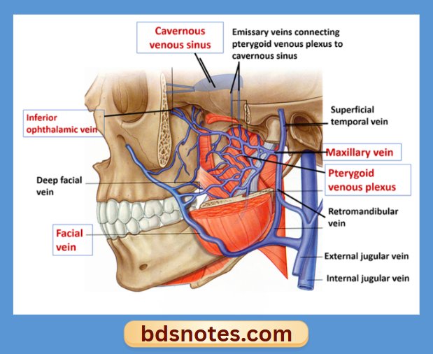 Lacrimal Gland And Ducts