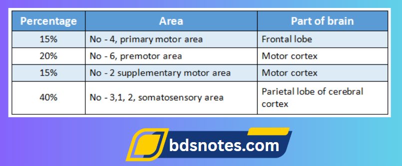 Pyramidal Tract Brain Areas