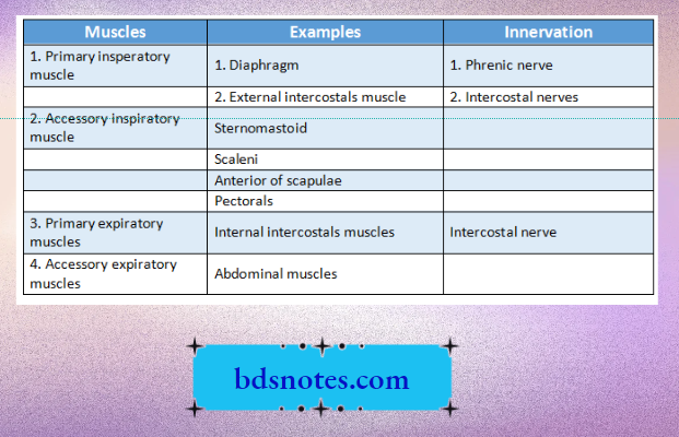 Respiratory Muscles