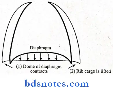 Respiratory System movement of the diaphragm during inspiration