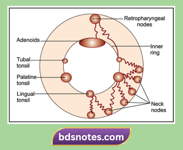 Retropharyngeal Nodes Anatomy