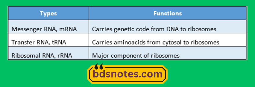 Ribonucleic Acid Types Anatomy