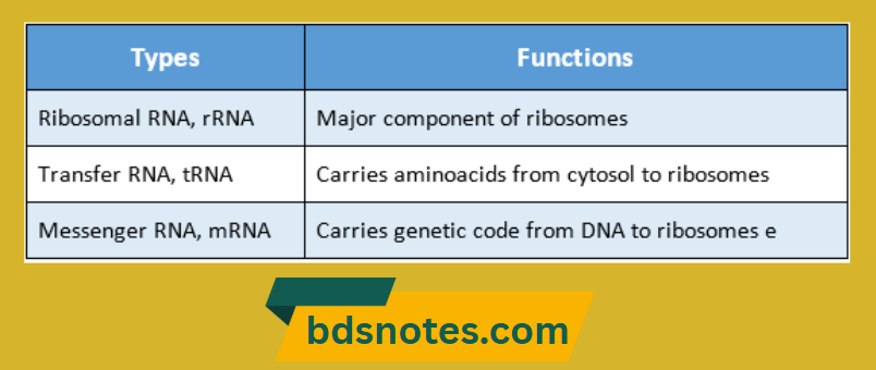 Rna Types And Functions