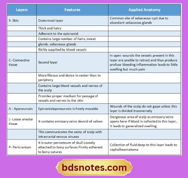 SCALP Layers Features Clinical Importance