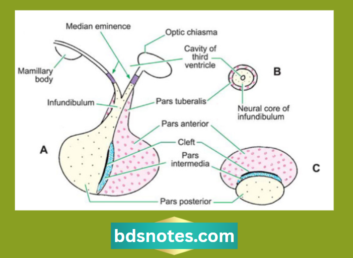 Sagittal Section Of Hypophysis