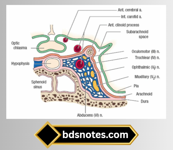 Sagittal Section Of Hypophysis