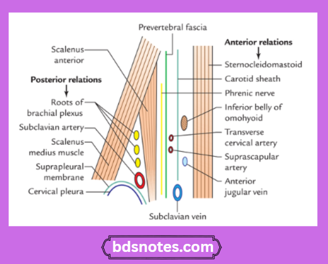 Sagittal Section Scalenus Anterior Anatomy