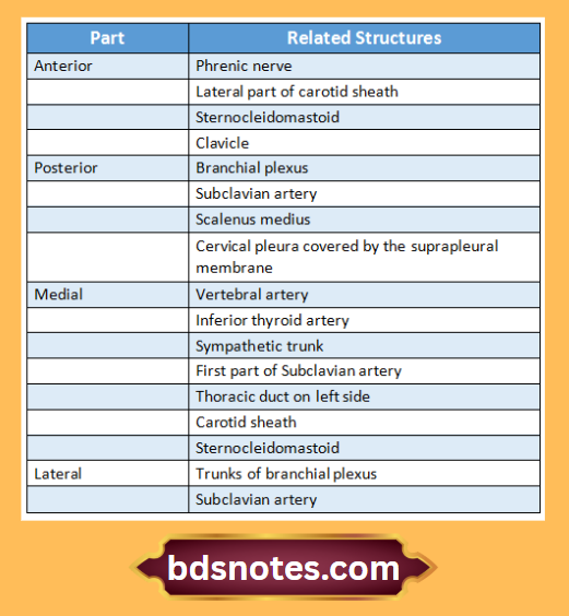 Scalenus Anterior Relations Diagram
