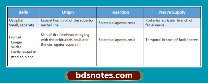 Scalp Muscles And Nerve Supply