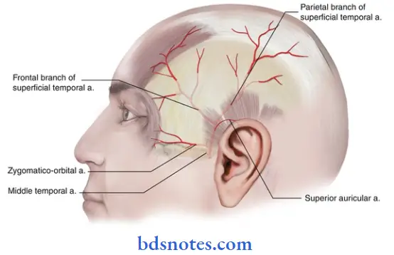 Scalp Temple And Face branches of facial artery on the face