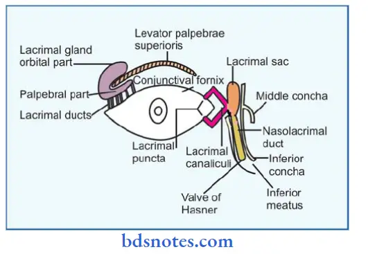 Scalp-Temple-And-Face-lacrimal-apparatus