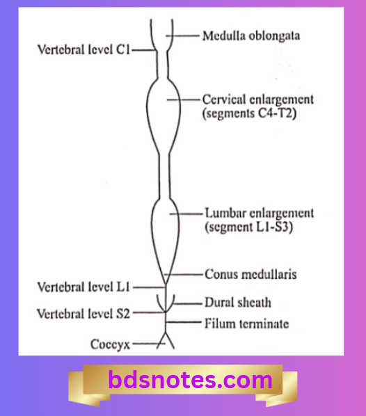 Segmental Levels Of The Spinal Cord