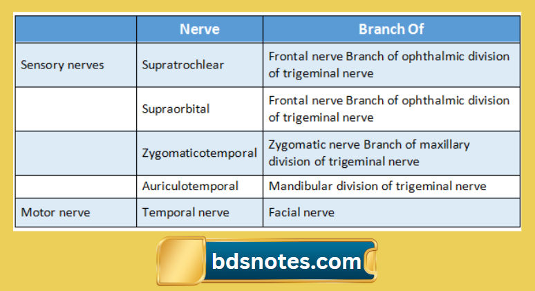 Sensory And Motor Nerves Of Scalp