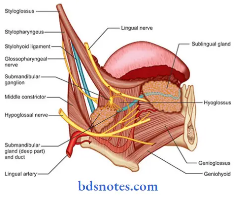 Anterior Triangle Of The Neck the lingual artery