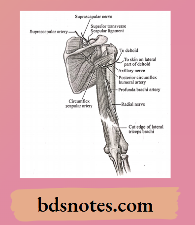 Shoulder And Axillary Region Anatomy Diagram
