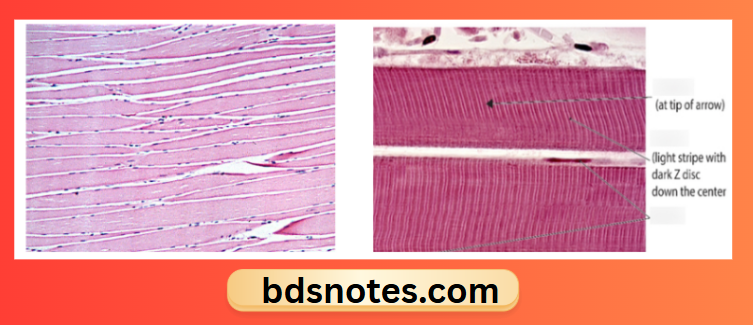 Skeletal Muscle Histology Longitudinal Section