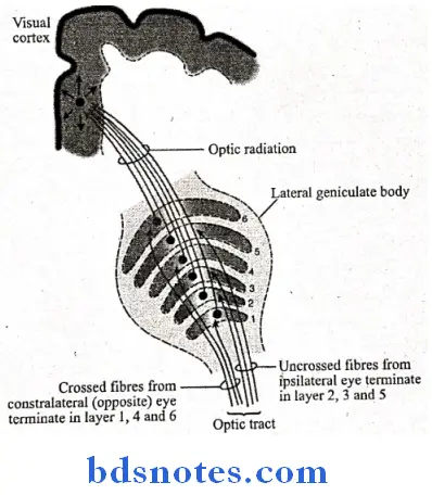 Special Senses mode of termination of fibres of optic tract in six layers of lateral geniculate body and further course to visual cortex